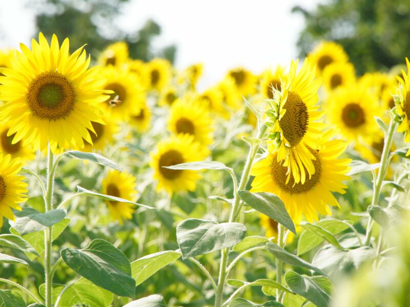 夏季休業のお知らせ（８月８日～８月１６日）